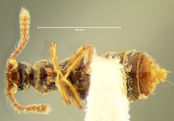 Media type: image;   Entomology 6184 Aspect: habitus ventral view